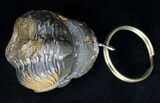 Real Enrolled Reedops Trilobite Keychain #18674-1